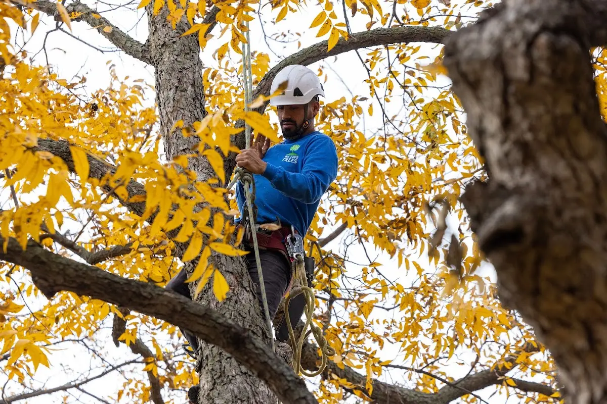 Skilled Tree Transplanting crew working in Fayville