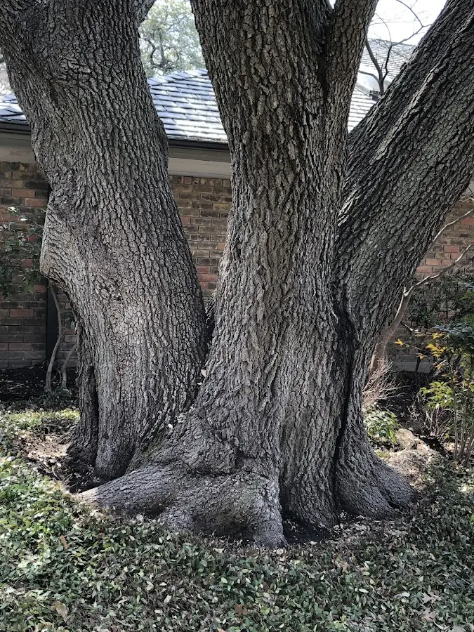 Mature heritage tree close to a Fayville property cared for by certified arborists